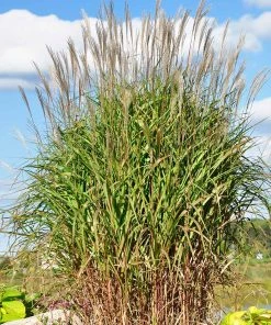 Brighter Blooms Flame Grass Ornamental Grasses