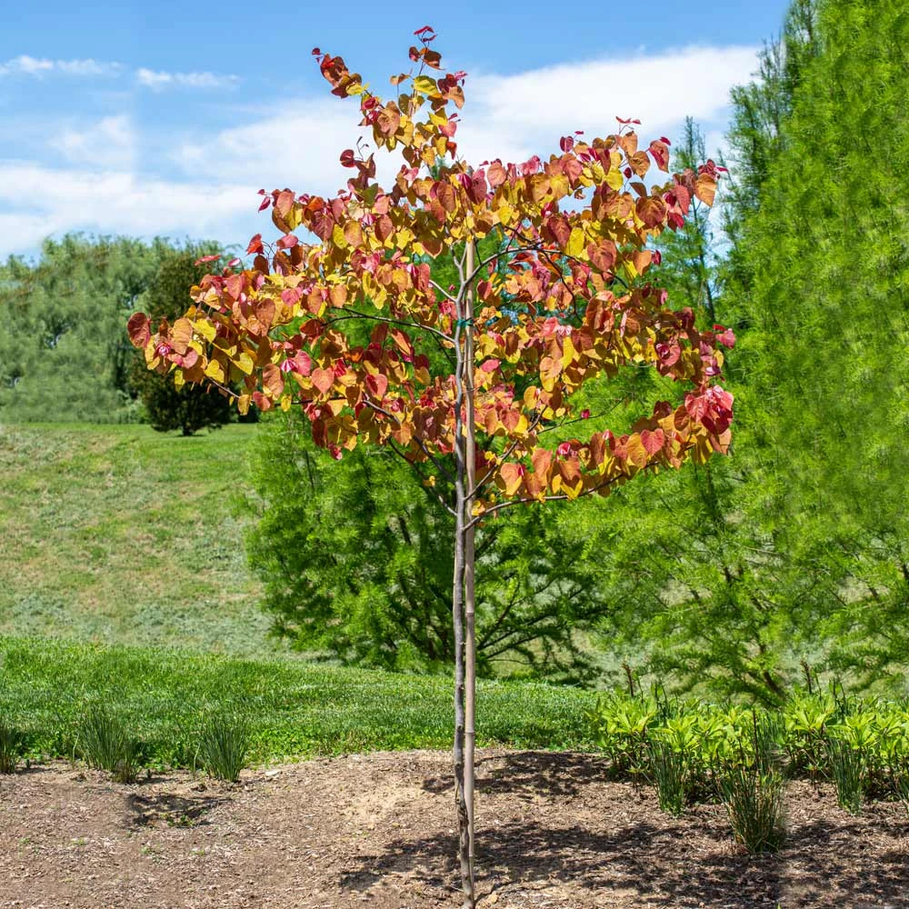 Brighter Blooms Flame Thrower® Redbud Tree 2 Brighter Blooms Flame Thrower® Redbud Tree