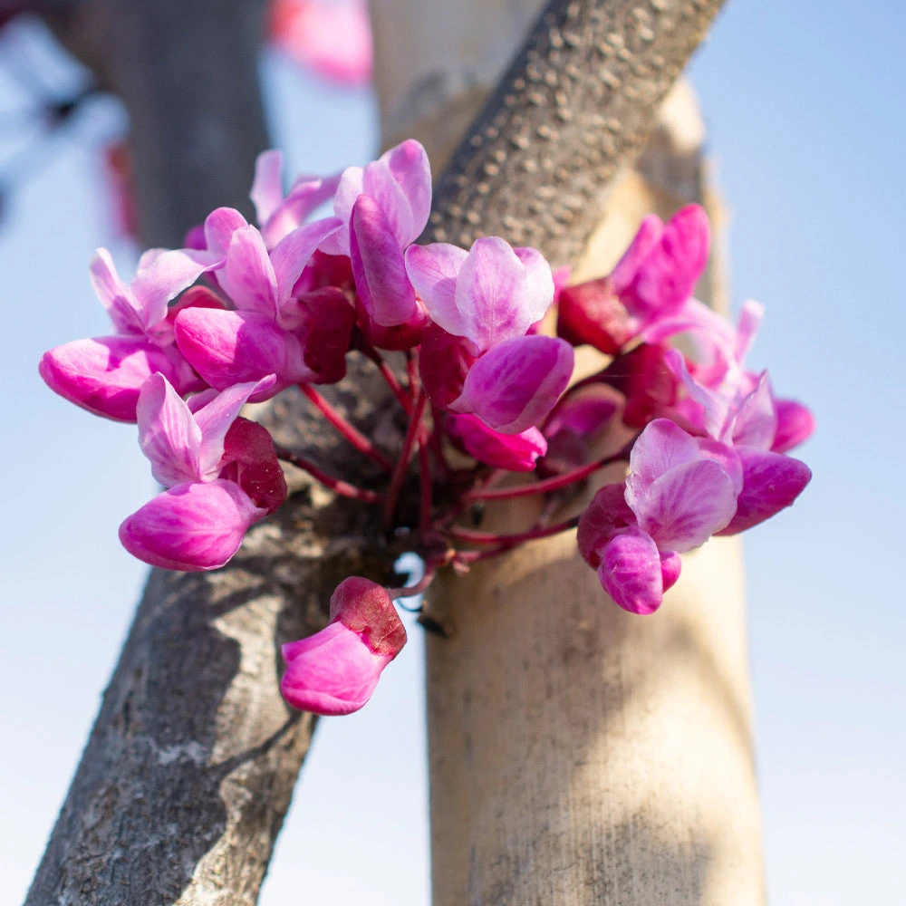 Brighter Blooms Flame Thrower® Redbud Tree 4 Brighter Blooms Flame Thrower® Redbud Tree