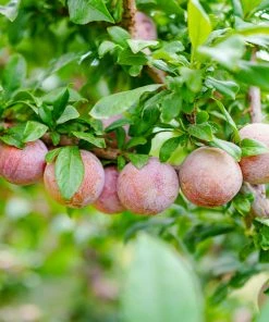 Brighter Blooms Fruit Trees Flavor King® Pluot Tree
