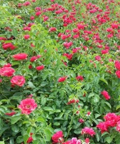 BrighterBlooms Sales 7 NO WARRANTY Flower Carpet Red Rose Disease Resistant