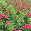 Brighter Blooms Roses Flower Carpet Red Rose