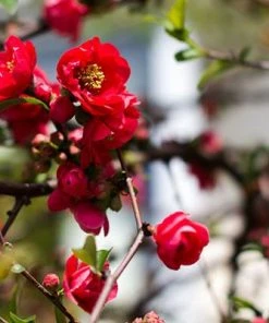 Brighter Blooms Red Flowering Quince Tree