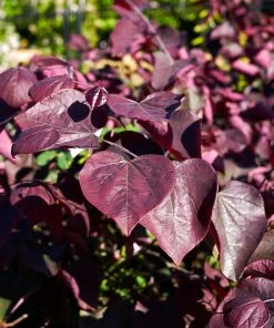 Brighter Blooms Forest Pansy Redbud Tree Flowering Trees