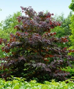 Brighter Blooms Forest Pansy Redbud Tree Flowering Trees