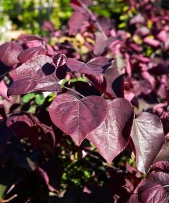 Brighter Blooms Forest Pansy Redbud Tree Flowering Trees