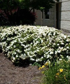 BrighterBlooms Sales 33 BrighterBlooms.com Four Seasons Gardenia Shrub SHOP ALL