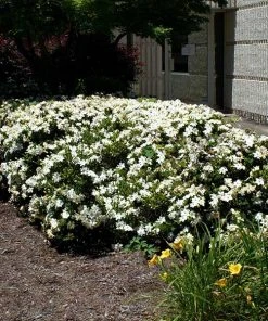 BrighterBlooms.com Four Seasons Gardenia Shrub SHOP ALL