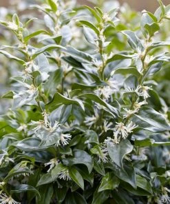 Brighter Blooms Fragrant Sweetbox Shrubs & Hedges