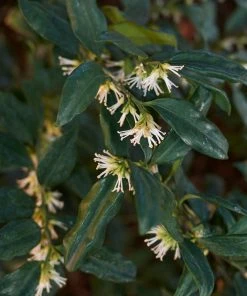 Brighter Blooms Fragrant Sweetbox Shrubs & Hedges