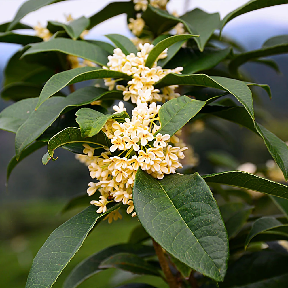 Brighter Blooms Fragrant Tea Olive Shrub Shrubs & Hedges 2 Brighter Blooms Fragrant Tea Olive Shrub Shrubs & Hedges