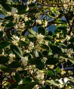 Brighter Blooms Fragrant Tea Olive Shrub Shrubs & Hedges 7 Brighter Blooms Fragrant Tea Olive Shrub Shrubs & Hedges