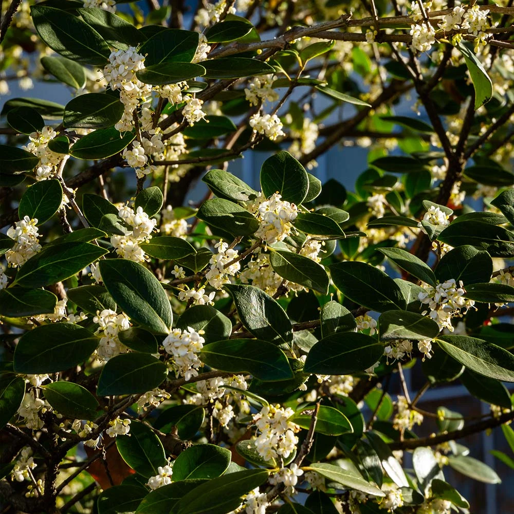 Brighter Blooms Fragrant Tea Olive Shrub Shrubs & Hedges 3 Brighter Blooms Fragrant Tea Olive Shrub Shrubs & Hedges