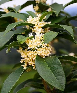 Brighter Blooms Fragrant Tea Olive Shrub Shrubs & Hedges