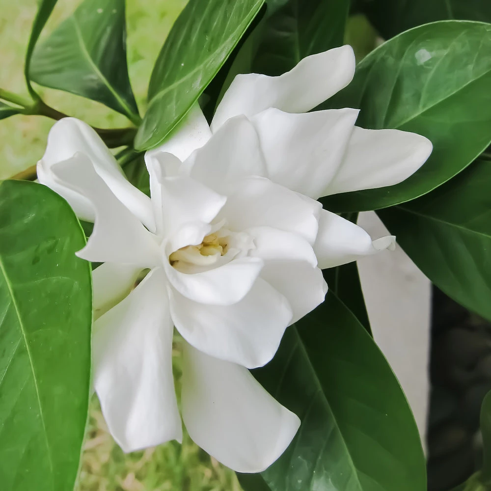 Brighter Blooms Shrubs & Hedges Frost Proof Gardenia Shrub 3 Brighter Blooms Shrubs & Hedges Frost Proof Gardenia Shrub