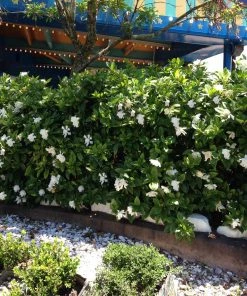 Brighter Blooms Shrubs & Hedges Frost Proof Gardenia Shrub 7 Brighter Blooms Shrubs & Hedges Frost Proof Gardenia Shrub