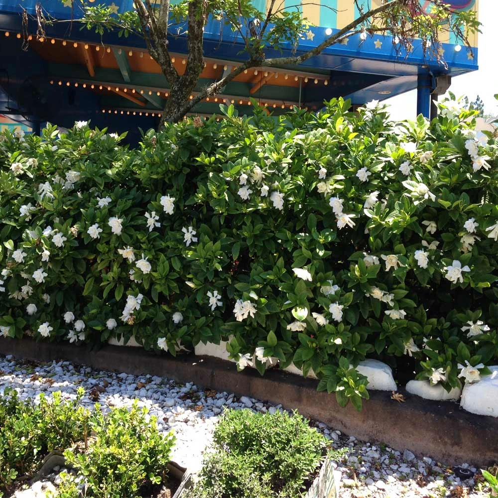 Brighter Blooms Shrubs & Hedges Frost Proof Gardenia Shrub 4 Brighter Blooms Shrubs & Hedges Frost Proof Gardenia Shrub