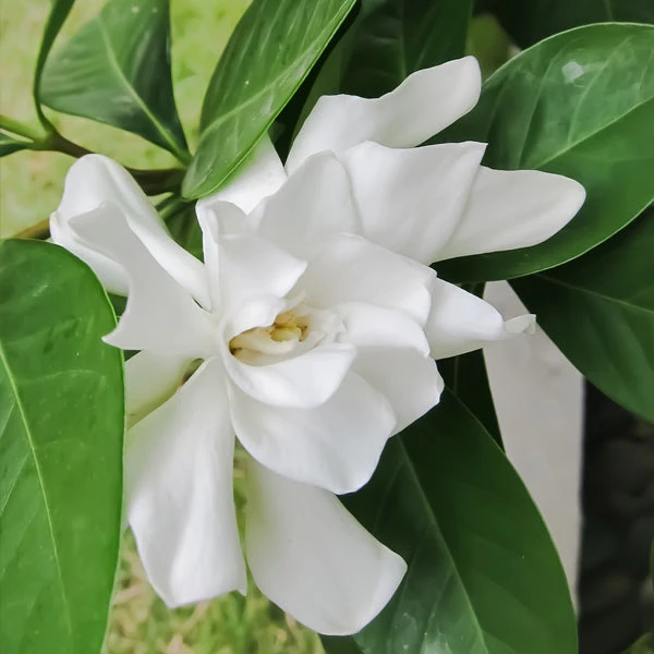 Brighter Blooms Shrubs & Hedges Frost Proof Gardenia Shrub 1 Brighter Blooms Shrubs & Hedges Frost Proof Gardenia Shrub