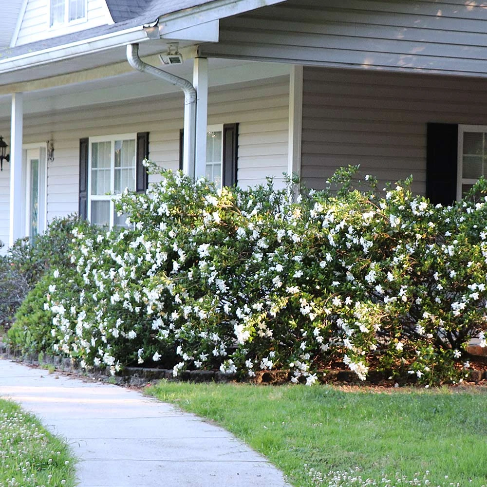 Brighter Blooms Shrubs & Hedges Frost Proof Gardenia Shrub 2 Brighter Blooms Shrubs & Hedges Frost Proof Gardenia Shrub