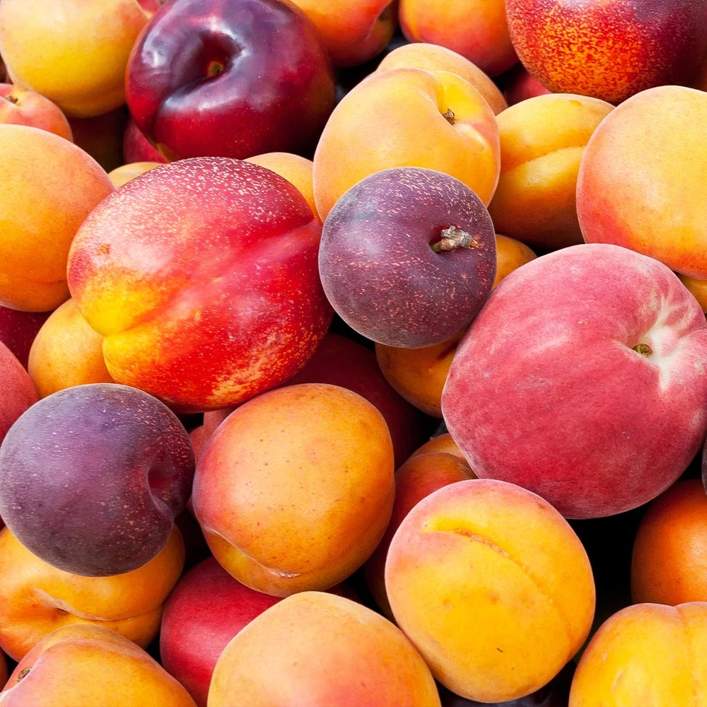 BrighterBlooms.com Fruit Cocktail Tree 2 BrighterBlooms.com Fruit Cocktail Tree