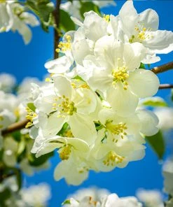 Brighter Blooms Fruit Trees Fuji Apple Tree 8 Brighter Blooms Fruit Trees Fuji Apple Tree