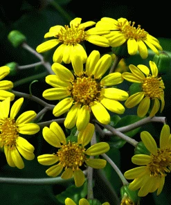 Brighter Blooms Shrubs & Hedges Giant Leopard Plant