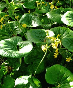 Brighter Blooms Shrubs & Hedges Giant Leopard Plant