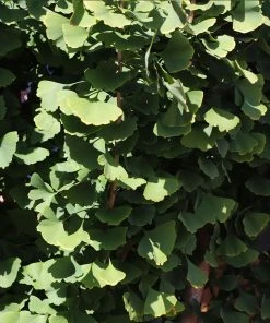 Brighter Blooms Shade Trees Goldspire Ginkgo Tree