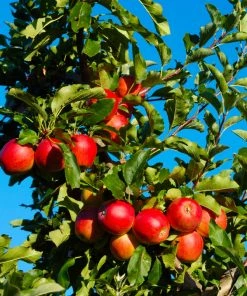 Brighter Blooms Gala Apple Tree Fruit Trees 7 Brighter Blooms Gala Apple Tree Fruit Trees