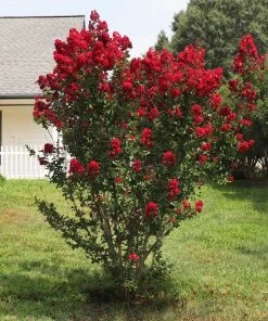 Brighter Blooms Garnet King™ Emerald Empire® Crape Myrtle Tree 5 Brighter Blooms Garnet King™ Emerald Empire® Crape Myrtle Tree