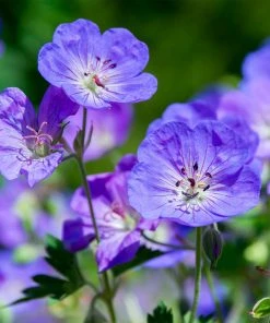 Brighter Blooms Geranium Rozanne Perennials