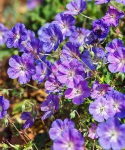 Brighter Blooms Geranium Rozanne Perennials