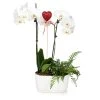 Brighter Blooms Gianna White Orchid And Fern Gift Plant SHOP ALL