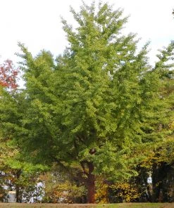 Brighter Blooms Ginkgo Tree Shade Trees
