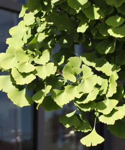 Brighter Blooms Ginkgo Tree Shade Trees