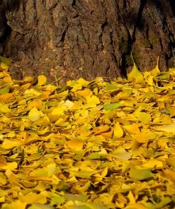 Brighter Blooms Ginkgo Tree Shade Trees