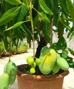 Brighter Blooms Glenn Mango Tree Fruit Trees