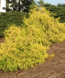 Brighter Blooms Gold Mop Cypress Tree