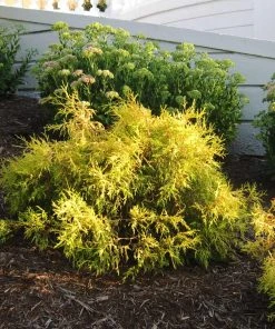 Brighter Blooms Gold Mop Cypress Tree 7 Brighter Blooms Gold Mop Cypress Tree