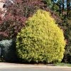 Brighter Blooms Gold Mop Cypress Tree