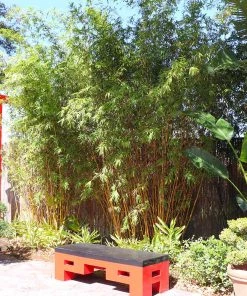 Brighter Blooms Golden Bamboo Plant 8 Brighter Blooms Golden Bamboo Plant