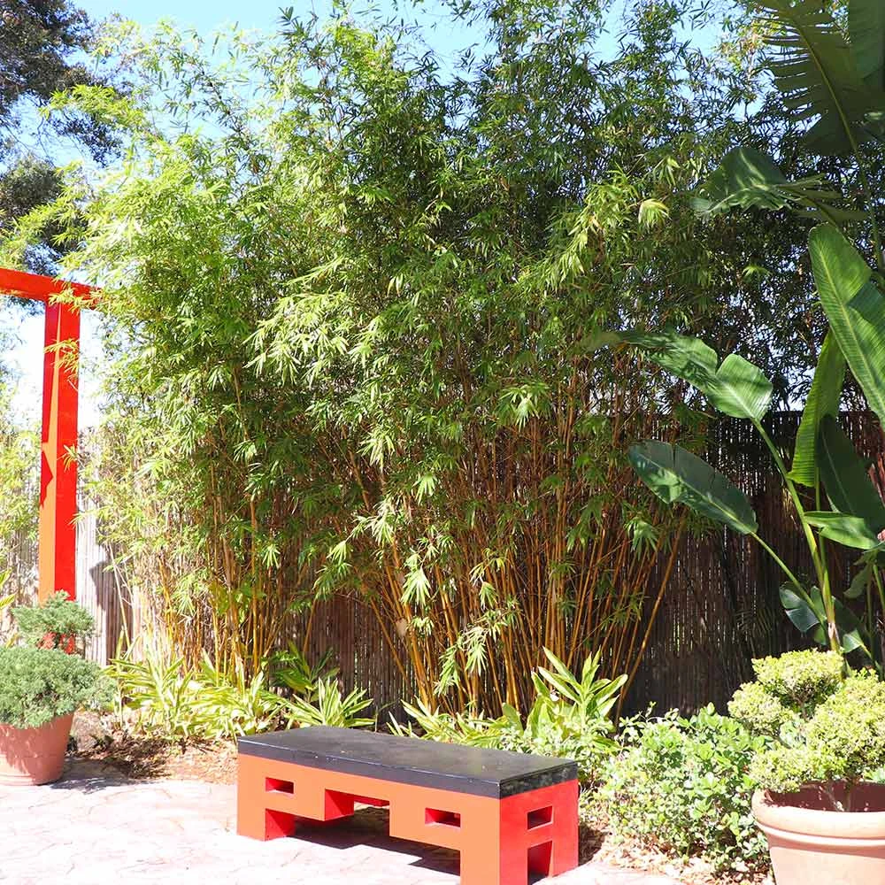 Brighter Blooms Golden Bamboo Plant 4 Brighter Blooms Golden Bamboo Plant