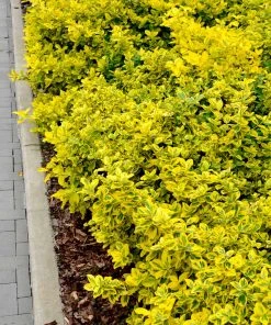 Brighter Blooms Shrubs & Hedges Golden Euonymus Shrub