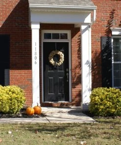 Brighter Blooms Shrubs & Hedges Golden Euonymus Shrub