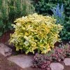 Brighter Blooms Shrubs & Hedges Golden Euonymus Shrub