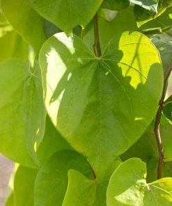 Brighter Blooms Golden Falls® Redbud Tree