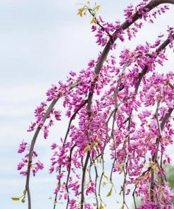 Brighter Blooms Golden Falls® Redbud Tree