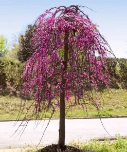 Brighter Blooms Golden Falls® Redbud Tree