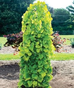 Brighter Blooms Golden Falls® Redbud Tree