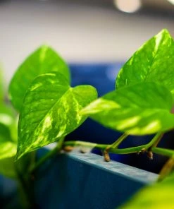 Brighter Blooms House & Patio Golden Pothos Plant